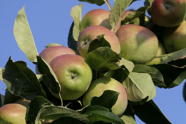 Obsthof Cordes - Fruchtfoto Schöner aus Haseldorf